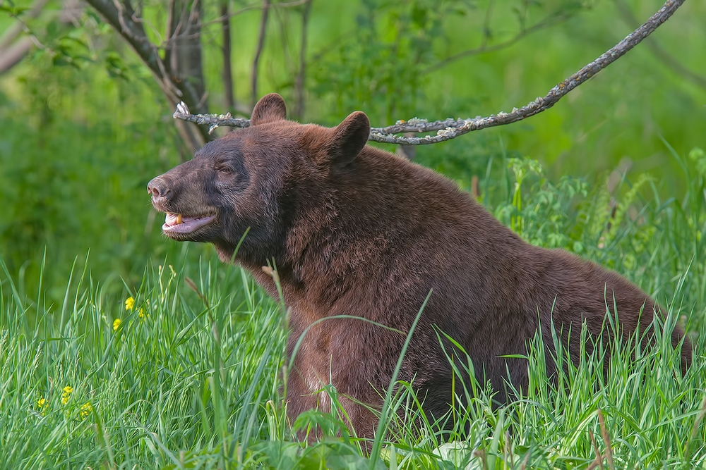 Black Bear, Shute Wildlife Sanctuary, Near Orr, Minnesota