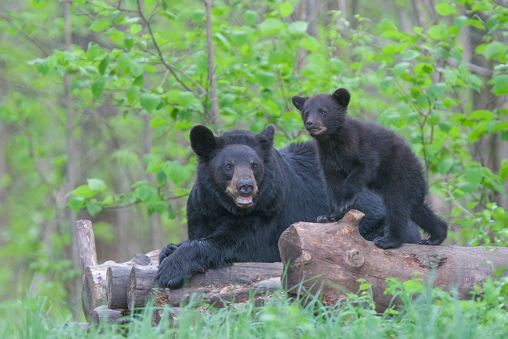 Black Bear (Female With Cub), Shute Wildlife Sanctuary, Near Orr, Minnesota