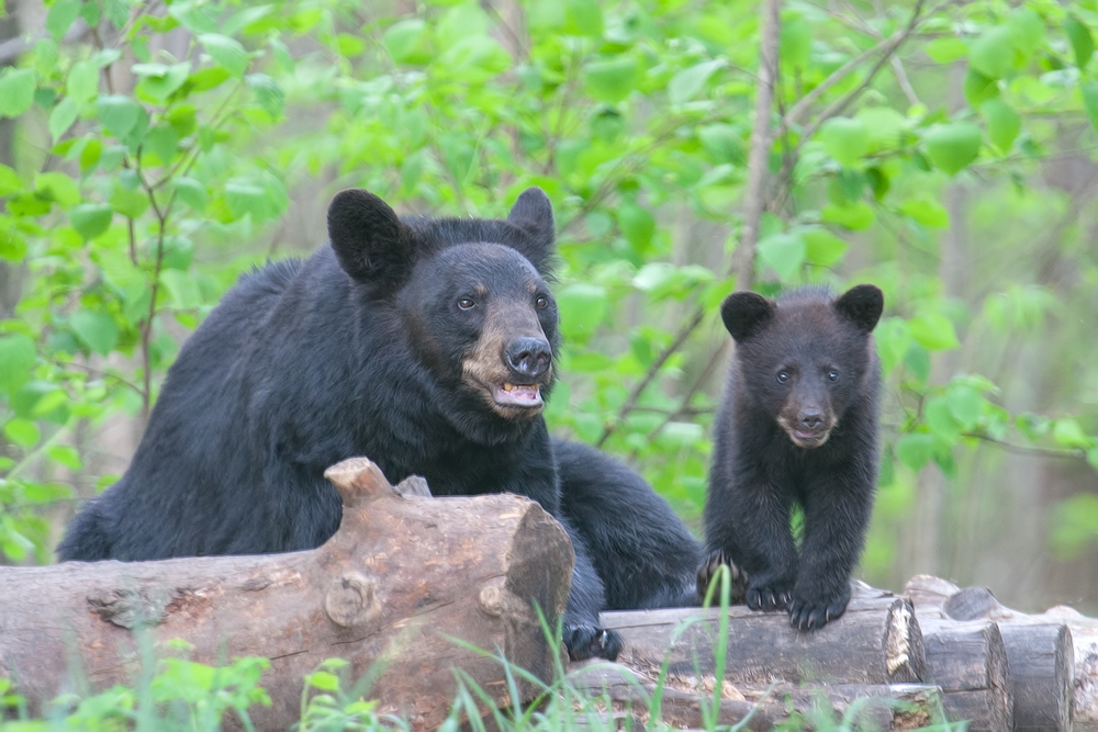 Black Bear (Female With Cub), Shute Wildlife Sanctuary, Near Orr, Minnesota