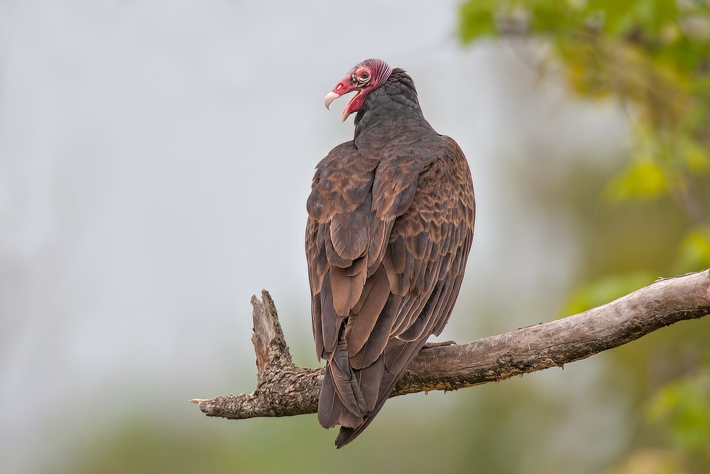 Turkey Vulture, Lett Lake Road, Near Orr, Minnesota