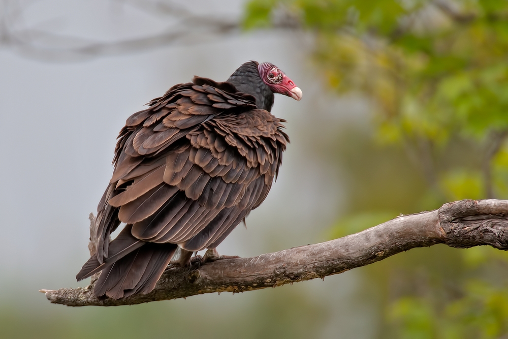 Turkey Vulture, Lett Lake Road, Near Orr, Minnesota