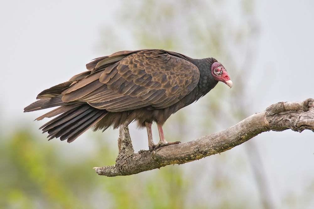 Turkey Vulture, Lett Lake Road, Near Orr, Minnesota