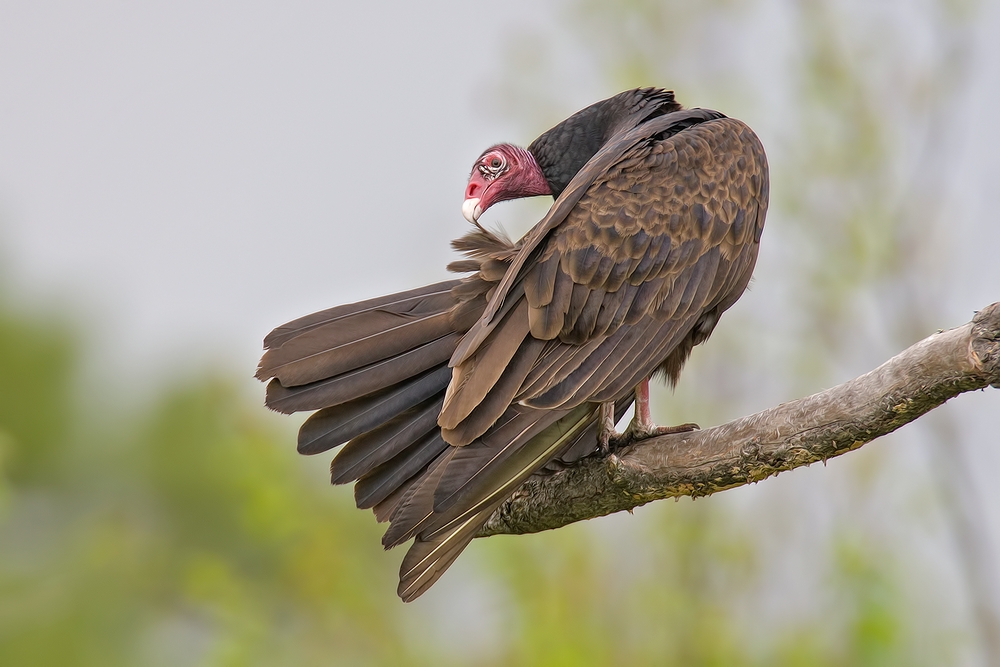 Turkey Vulture, Lett Lake Road, Near Orr, Minnesota