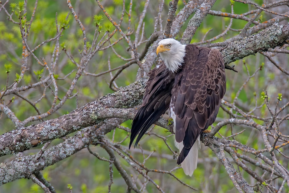 Bald Eagle, Highway 53, Near Cold Springs, Minnesota