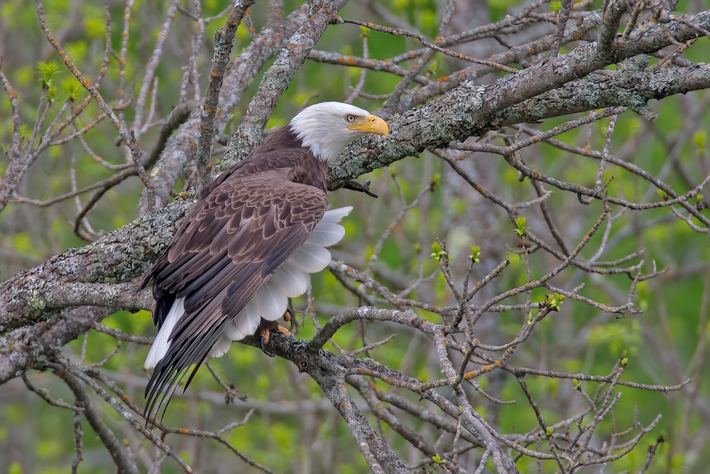 Bald Eagle, Highway 53, Near Cold Springs, Minnesota