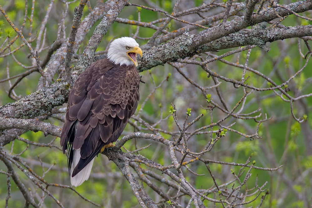 Bald Eagle, Highway 53, Near Cold Springs, Minnesota