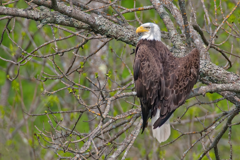 Bald Eagle, Highway 53, Near Cold Springs, Minnesota