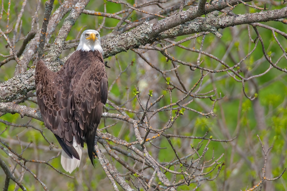 Bald Eagle, Highway 53, Near Cold Springs, Minnesota