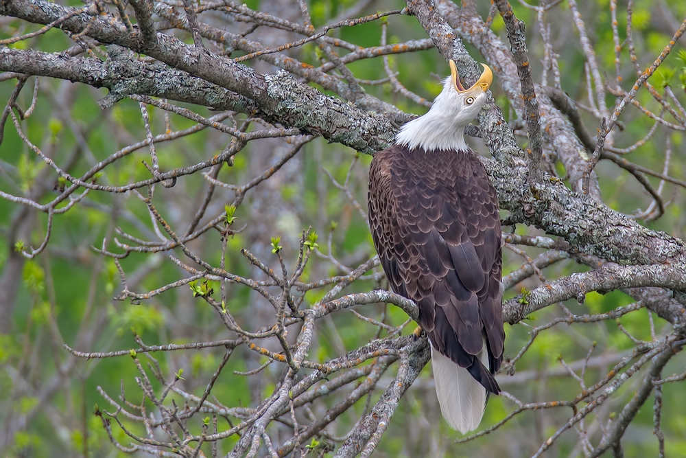 Bald Eagle, Highway 53, Near Cold Springs, Minnesota