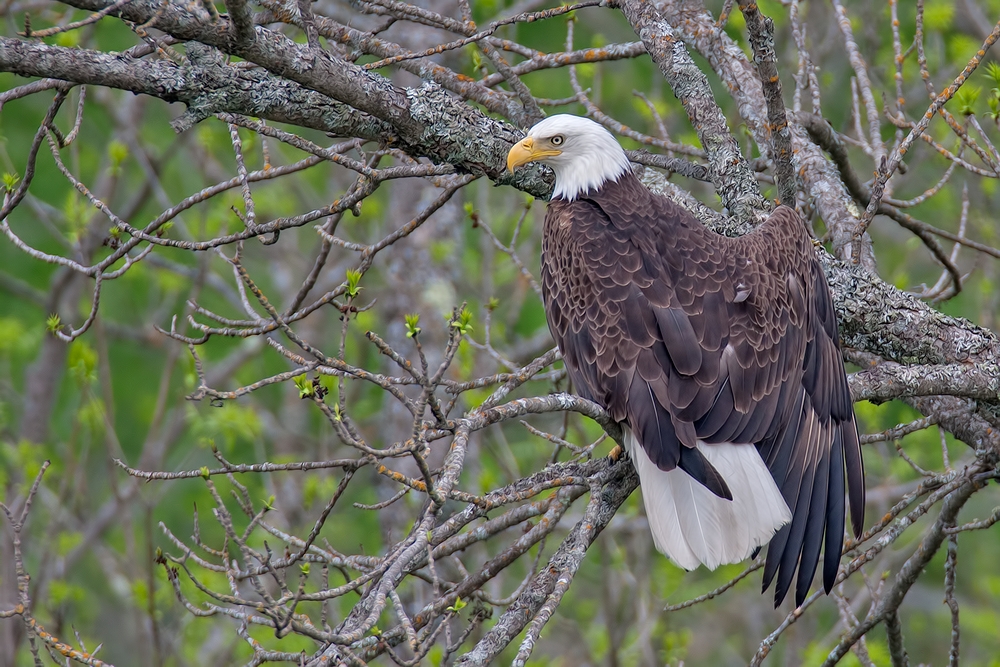 Bald Eagle, Highway 53, Near Cold Springs, Minnesota