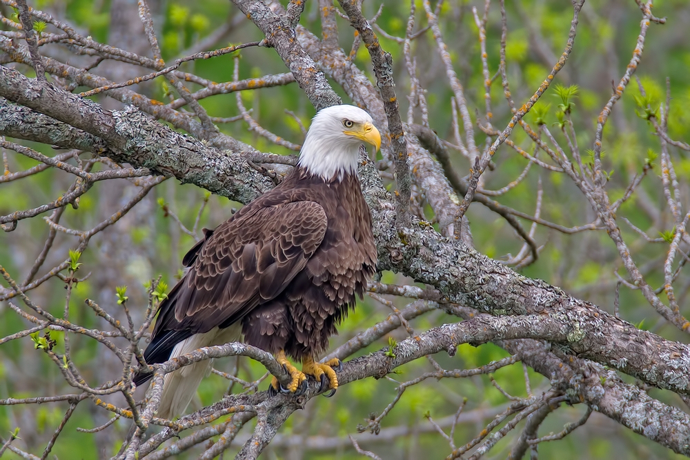 Bald Eagle, Highway 53, Near Cold Springs, Minnesota