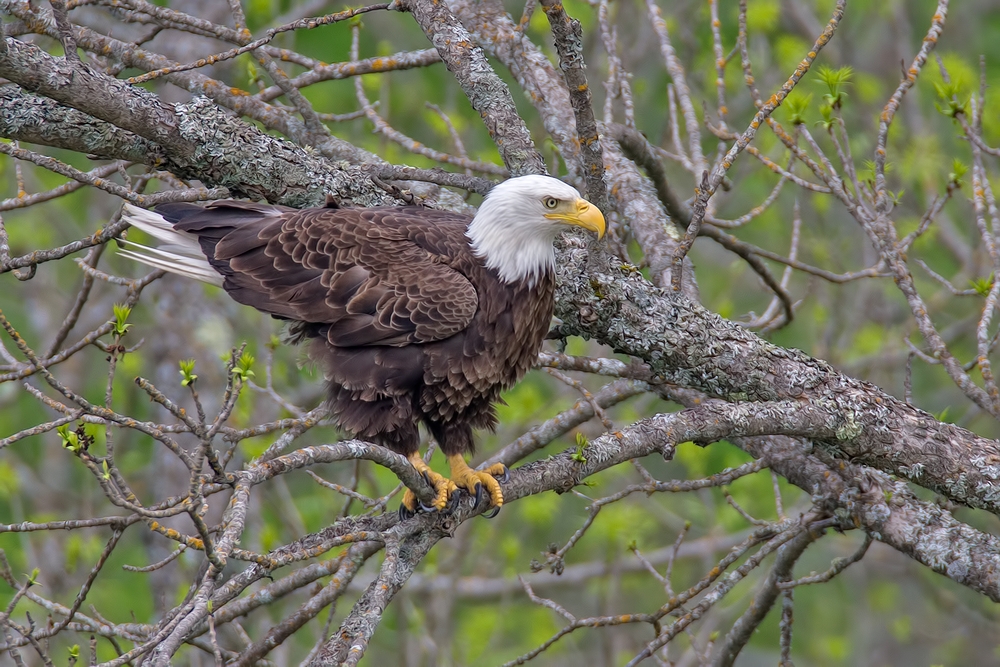 Bald Eagle, Highway 53, Near Cold Springs, Minnesota