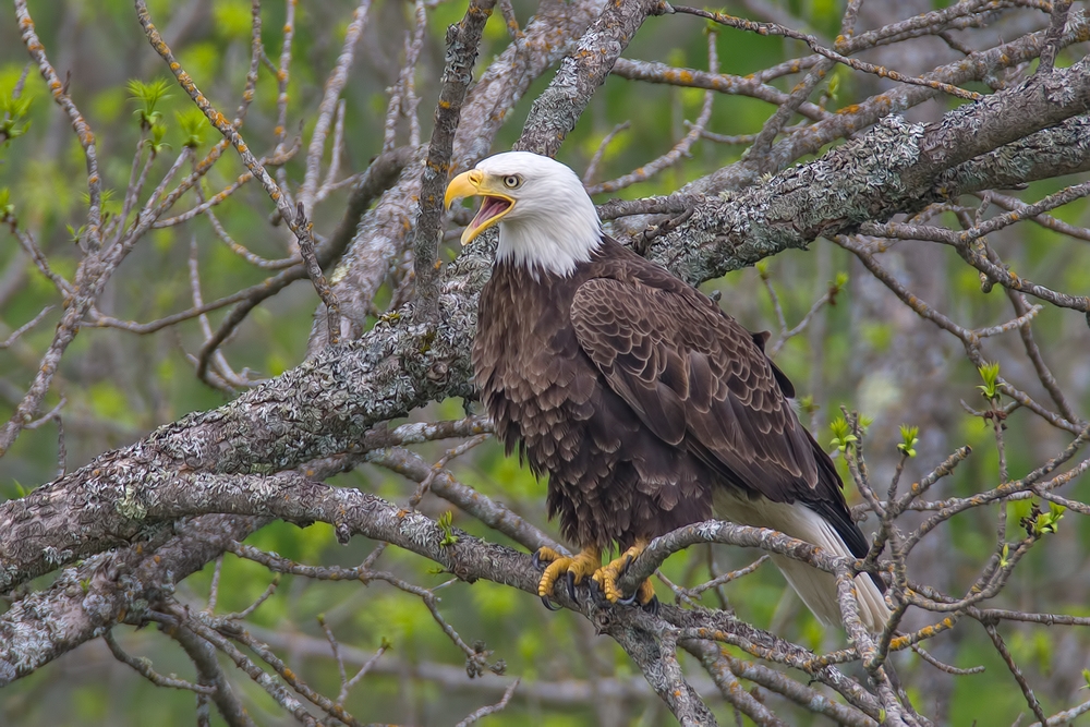 Bald Eagle, Highway 53, Near Cold Springs, Minnesota