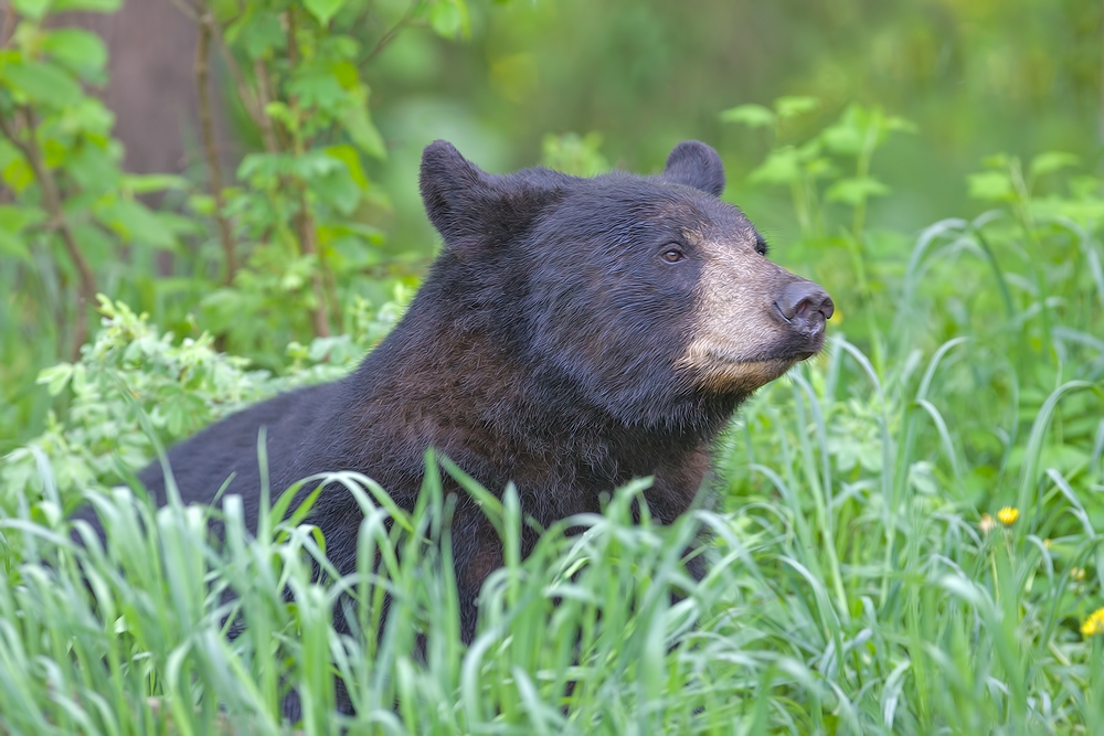 Black Bear, Shute Wildlife Sanctuary, Near Orr, Minnesota