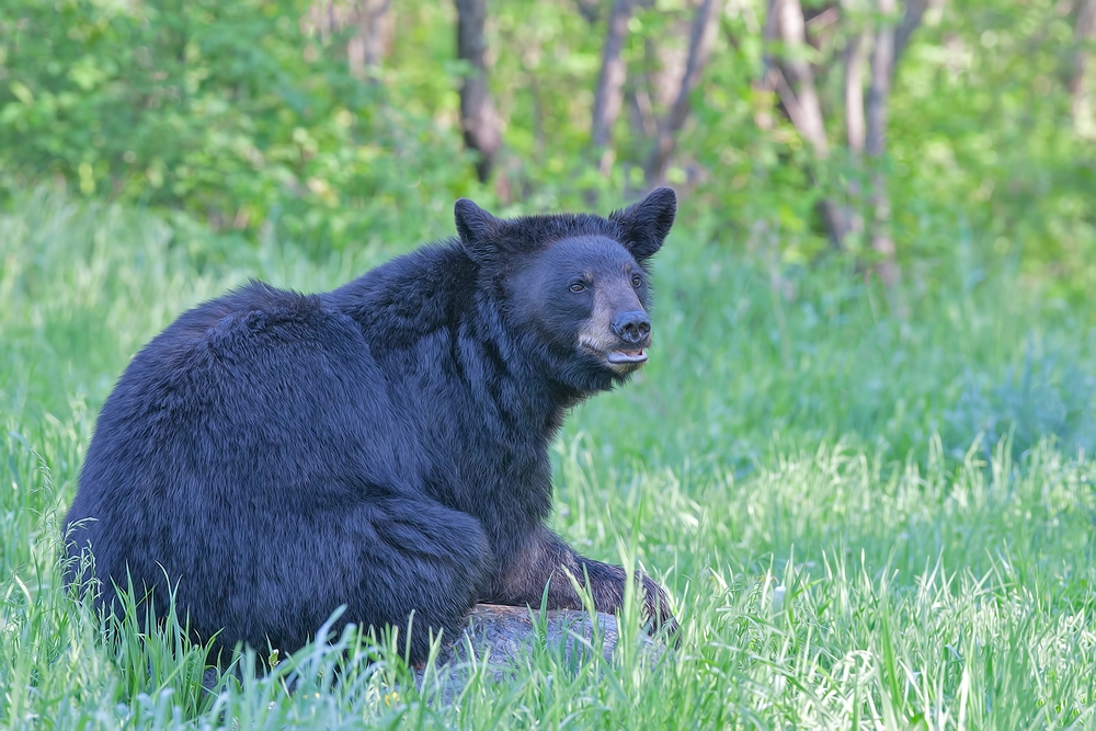 Black Bear, Shute Wildlife Sanctuary, Near Orr, Minnesota