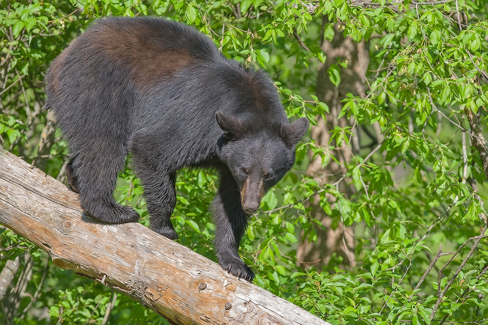 Black Bear, Shute Wildlife Sanctuary, Near Orr, Minnesota