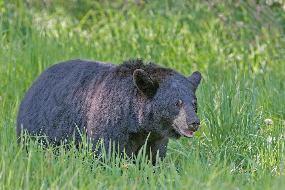 Black Bear, Shute Wildlife Sanctuary, Near Orr, Minnesota