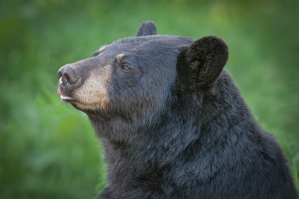 Black Bear, Shute Wildlife Sanctuary, Near Orr, Minnesota