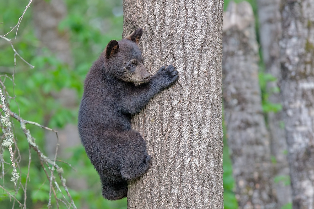 Black Bear (Cub), Shute Wildlife Sanctuary, Near Orr, Minnesota