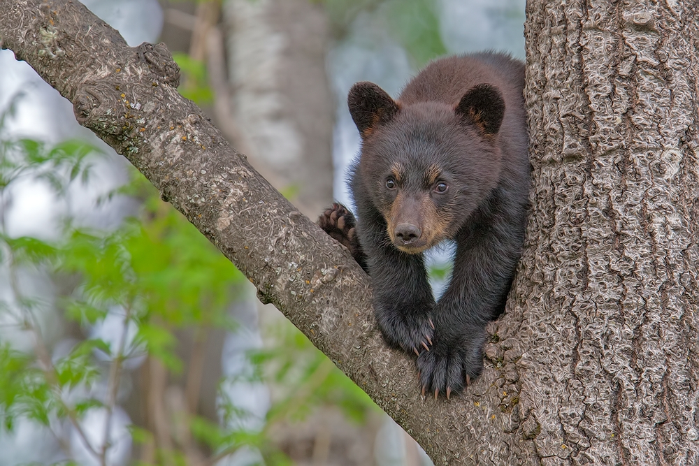 Black Bear (Cub), Shute Wildlife Sanctuary, Near Orr, Minnesota