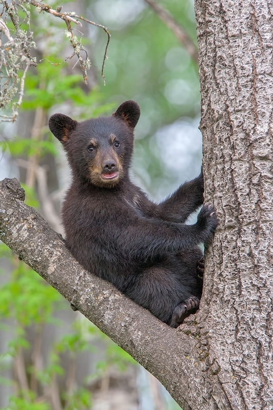 Black Bear (Cub), Shute Wildlife Sanctuary, Near Orr, Minnesota