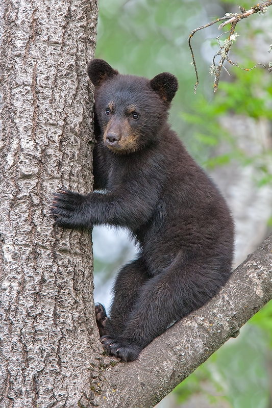 Black Bear (Cub), Shute Wildlife Sanctuary, Near Orr, Minnesota