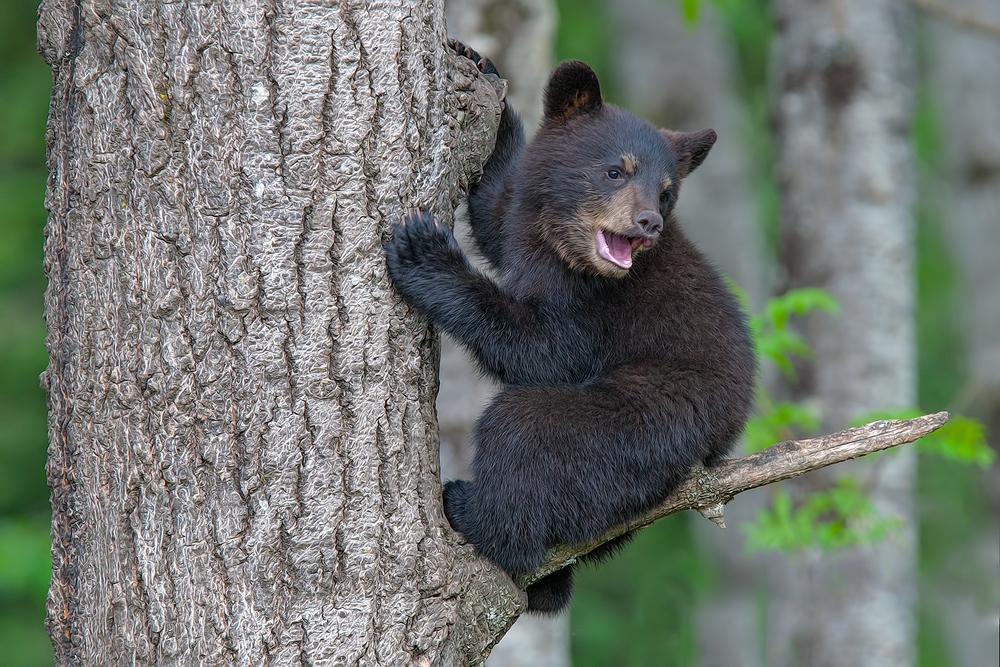 Black Bear (Cub), Shute Wildlife Sanctuary, Near Orr, Minnesota