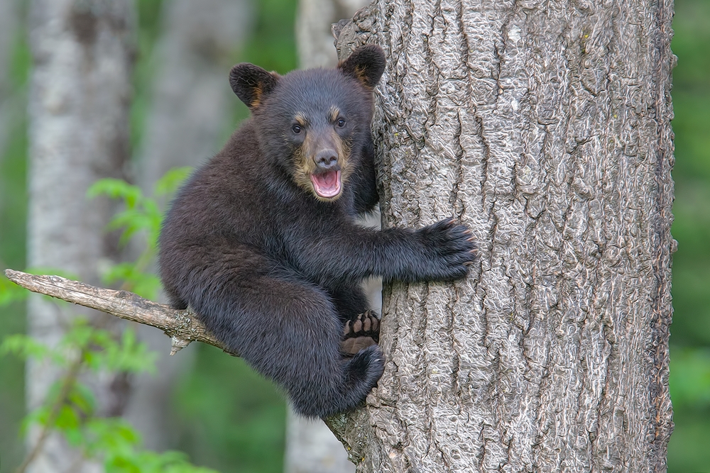 Black Bear (Cub), Shute Wildlife Sanctuary, Near Orr, Minnesota