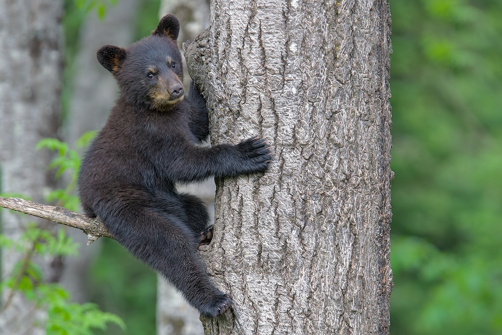 Black Bear (Cub), Shute Wildlife Sanctuary, Near Orr, Minnesota