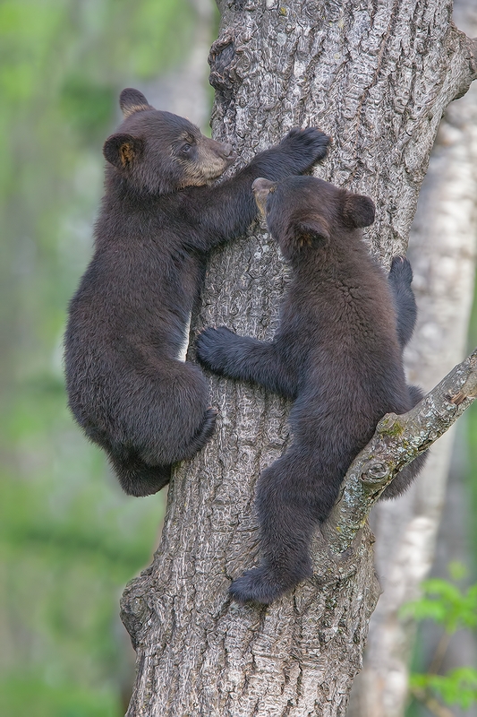 Black Bear (Cubs), Shute Wildlife Sanctuary, Near Orr, Minnesota