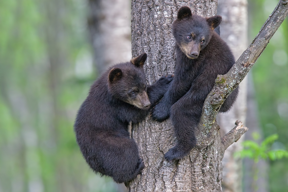 Black Bear (Cubs), Shute Wildlife Sanctuary, Near Orr, Minnesota