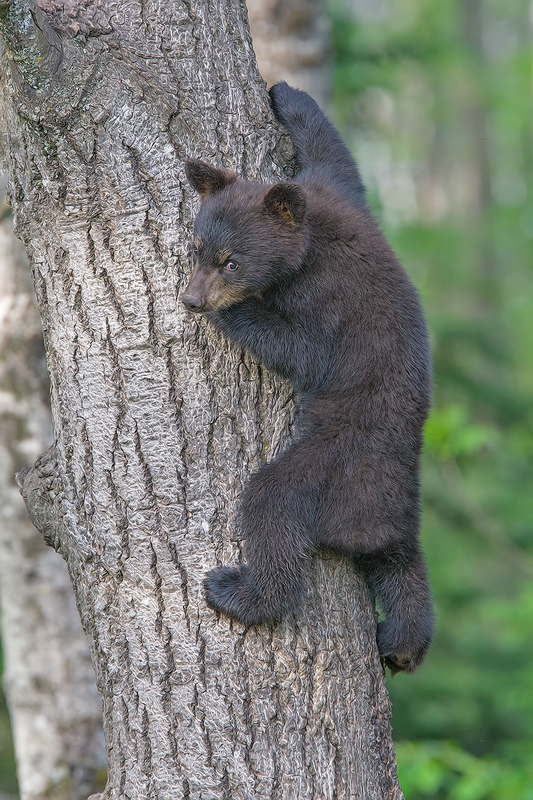 Black Bear (Cub), Shute Wildlife Sanctuary, Near Orr, Minnesota