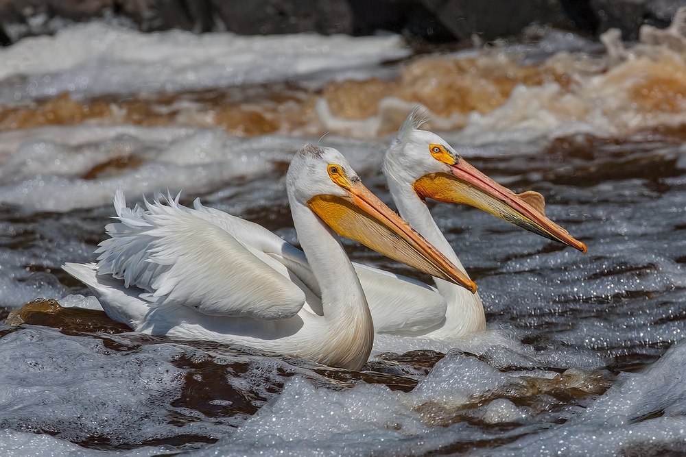 American White Pelican, Rapid River, Near Baudette, Minnesota