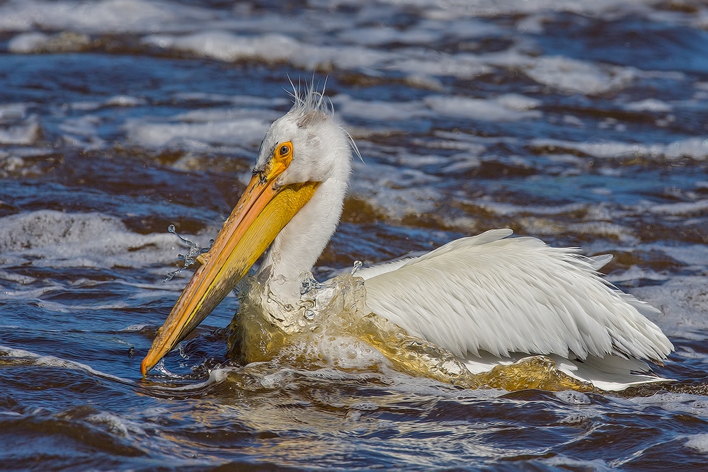 American White Pelican, Rapid River, Near Baudette, Minnesota