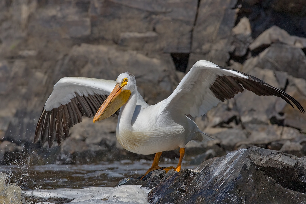 American White Pelican, Rapid River, Near Baudette, Minnesota