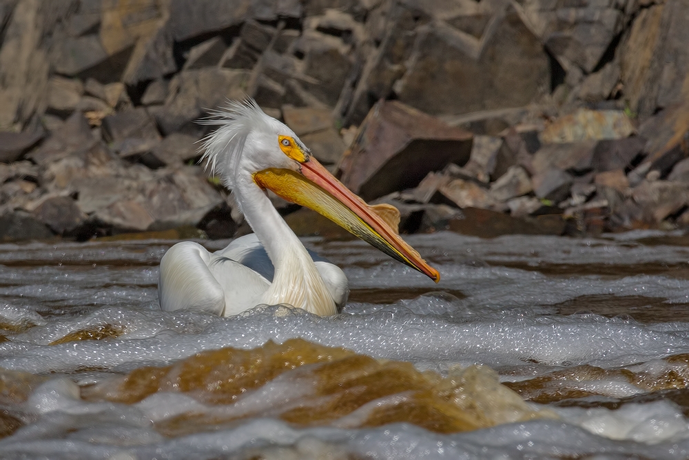 American White Pelican, Rapid River, Near Baudette, Minnesota