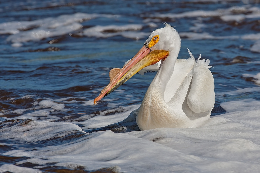 American White Pelican, Rapid River, Near Baudette, Minnesota