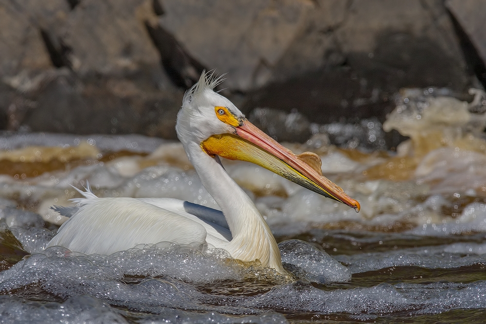 American White Pelican, Rapid River, Near Baudette, Minnesota