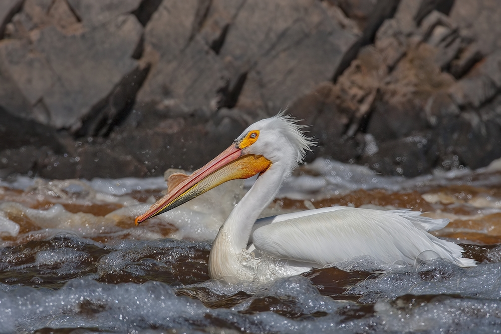 American White Pelican, Rapid River, Near Baudette, Minnesota