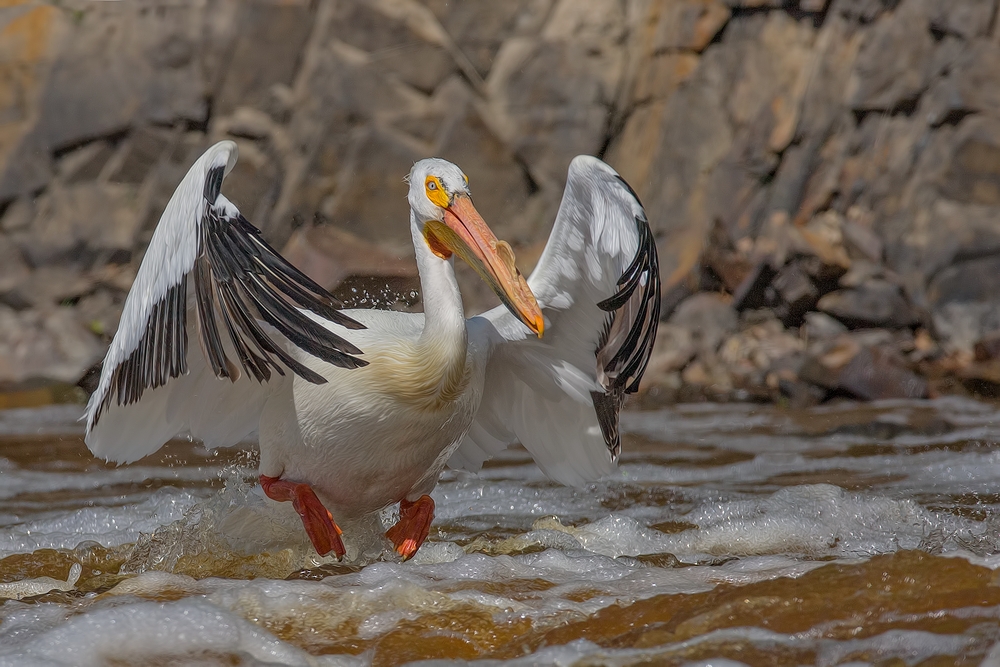 American White Pelican, Rapid River, Near Baudette, Minnesota