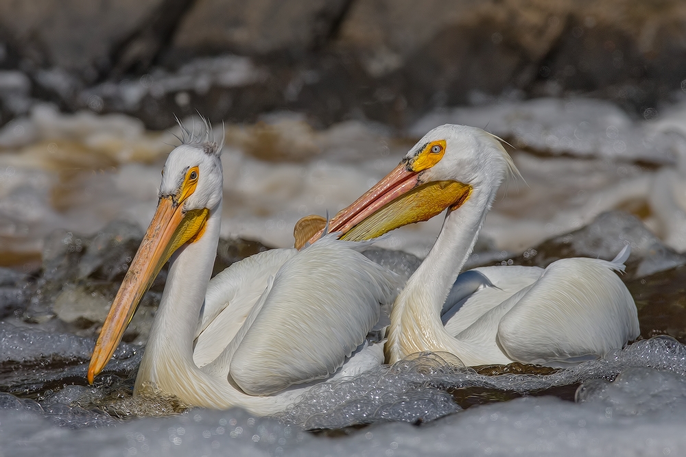 American White Pelican, Rapid River, Near Baudette, Minnesota