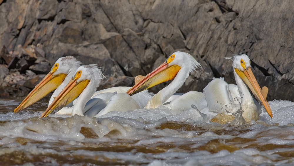 American White Pelican, Rapid River, Near Baudette, Minnesota