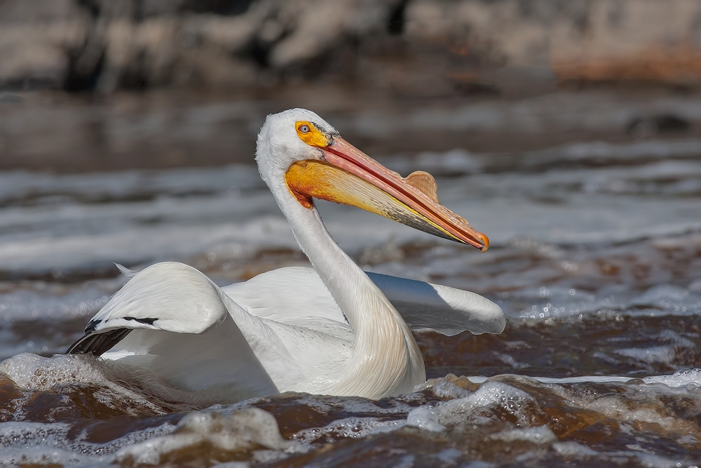 American White Pelican, Rapid River, Near Baudette, Minnesota