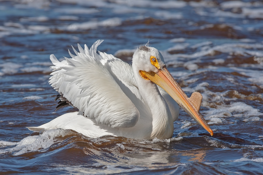 American White Pelican, Rapid River, Near Baudette, Minnesota