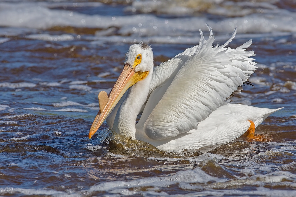 American White Pelican, Rapid River, Near Baudette, Minnesota