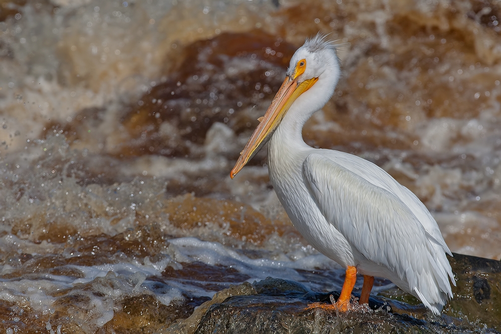 American White Pelican, Rapid River, Near Baudette, Minnesota