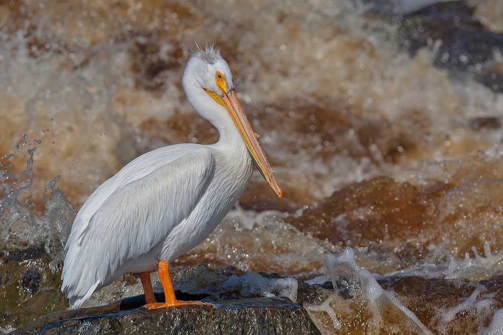 American White Pelican, Rapid River, Near Baudette, Minnesota