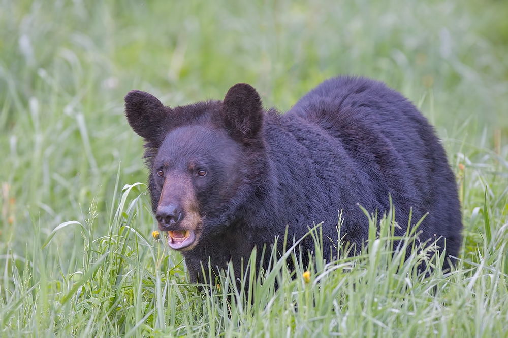 Black Bear, Shute Wildlife Sanctuary, Near Orr, Minnesota