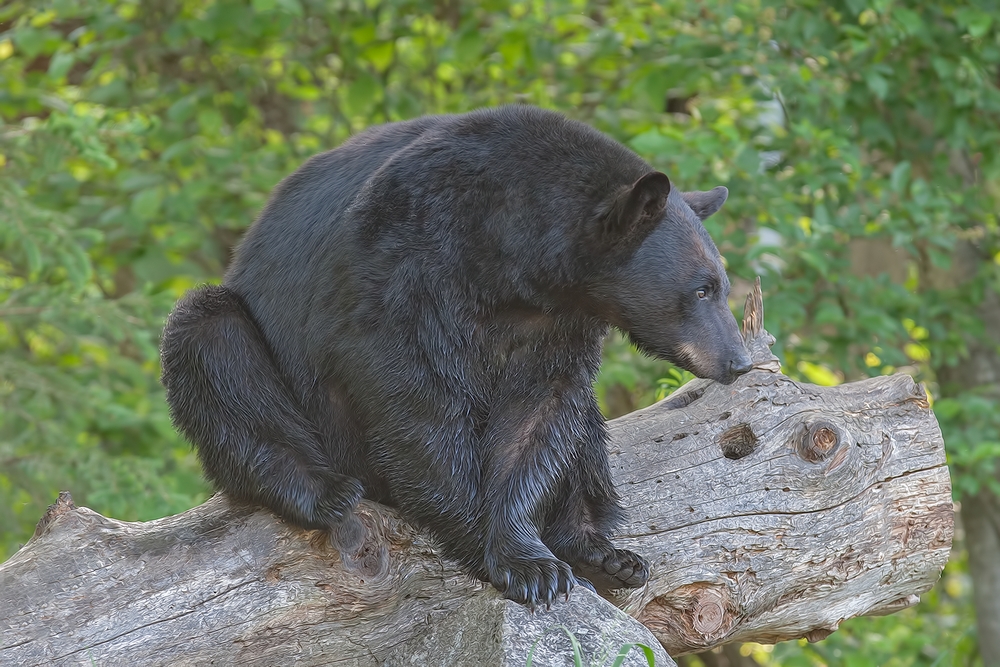 Black Bear, Shute Wildlife Sanctuary, Near Orr, Minnesota