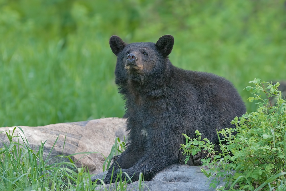 Black Bear, Shute Wildlife Sanctuary, Near Orr, Minnesota